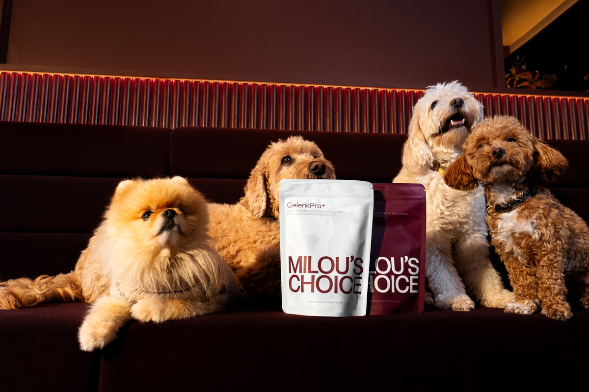 Hunde mit Milou's Choice