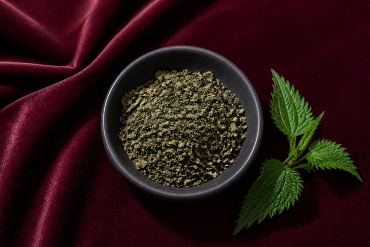 Brennnessel (Urtica dioica)