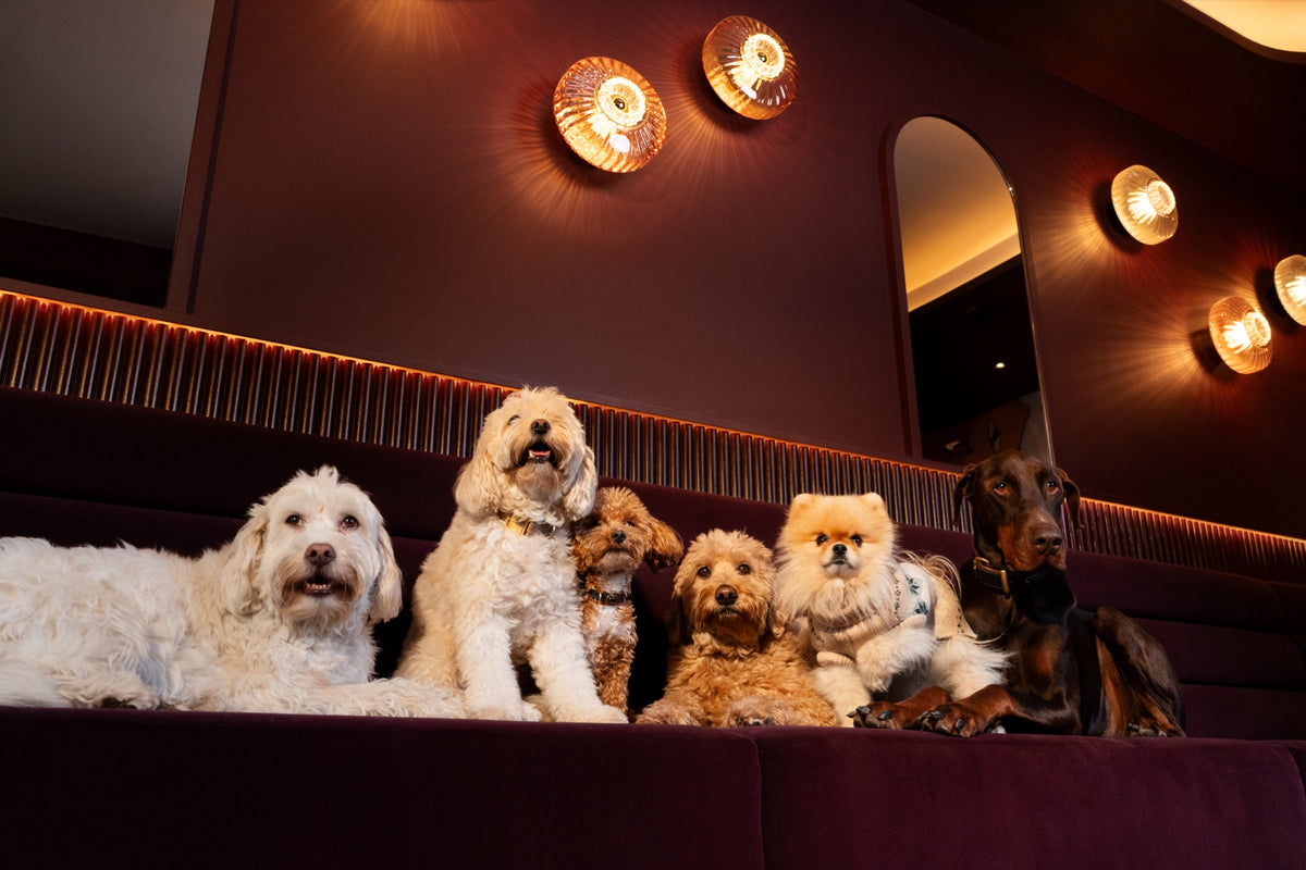 Hunde von Milou's Choice auf einer Lounge-Bank