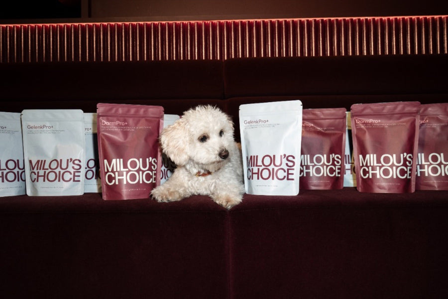 Hund zwischen Milou's Choice DarmPro+ und GelenkPro+ Futtertoppings